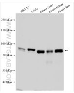 MFN1 Polyclonal antibody proteintech 13798-1-AP