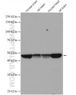 Flotillin 1 Polyclonal antibody proteintech 15571-1-AP