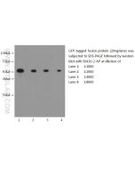 GFP tag Polyclonal antibody proteintech 50430-2-AP