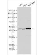 GPRC5A,RAI3 Polyclonal antibody proteintech 10309-1-AP