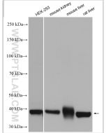 Gamma Cystathionase Polyclonal antibody proteintech 12217-1-AP
