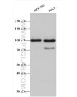 ZC3HAV1 Polyclonal antibody proteintech 16820-1-AP