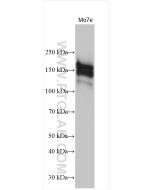 CD117/c-Kit Polyclonal antibody proteintech 18696-1-AP