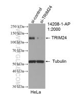 TRIM24 Polyclonal antibody proteintech 14208-1-AP