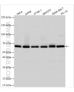 AMPK Alpha Polyclonal antibody proteintech 10929-2-AP