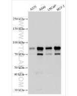MLPH Polyclonal antibody proteintech 10338-1-AP