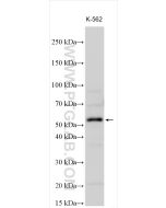 ZNF280A Polyclonal antibody proteintech 31903-1-AP