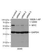 c-MYC Polyclonal antibody proteintech 10828-1-AP