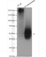 GLUT1 Polyclonal antibody proteintech 21829-1-AP