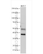 GATA3 Polyclonal antibody proteintech 10417-1-AP