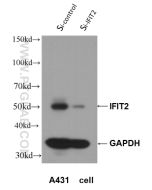 IFIT2 Polyclonal antibody proteintech 12604-1-AP