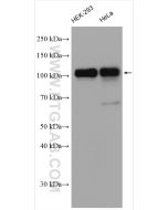 CUL4B Polyclonal antibody proteintech 12916-1-AP