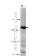 CD11b Polyclonal antibody proteintech 21851-1-AP