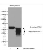 PD-L1/CD274 (C-terminal) Polyclonal antibody proteintech 28076-1-AP