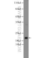 ARL8B Polyclonal antibody proteintech 13049-1-AP