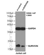 SURVIVIN Polyclonal antibody proteintech 10508-1-AP