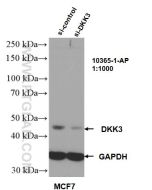 DKK3 Polyclonal antibody proteintech 10365-1-AP