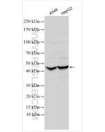Antizyme inhibitor 1 Polyclonal antibody proteintech 30383-1-AP