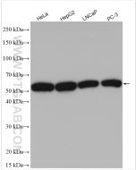 SHH Polyclonal antibody proteintech 20697-1-AP