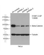Beta Catenin Polyclonal antibody proteintech 51067-2-AP