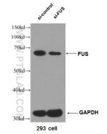 FUS/TLS Polyclonal antibody proteintech 11570-1-AP