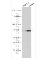 TRIF/TICAM1 Polyclonal antibody proteintech 23288-1-AP