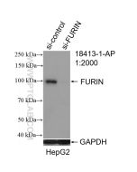 FURIN Polyclonal antibody proteintech 18413-1-AP