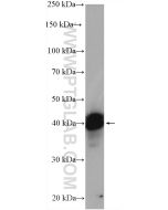 TIA1 Polyclonal antibody proteintech 12133-2-AP