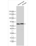 TH Polyclonal antibody proteintech 25859-1-AP
