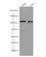 NLRP3 Polyclonal antibody proteintech 27458-1-AP