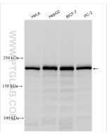 SMARCA4/BRG1 Polyclonal antibody proteintech 21634-1-AP