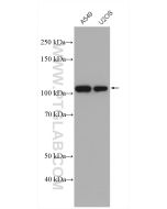 USP5 Polyclonal antibody proteintech 10473-1-AP