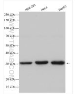 MTCH2 Polyclonal antibody proteintech 16888-1-AP