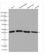 SIRT7 Polyclonal antibody proteintech 12994-1-AP