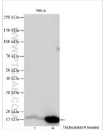 Acetyl-Histone H3 (Lys9) Polyclonal antibody proteintech 29133-1-AP