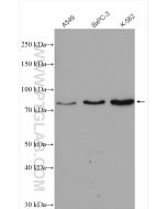CUL1 Polyclonal antibody proteintech 12895-1-AP