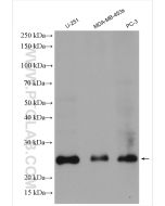 TWIST1-specific Polyclonal antibody proteintech 25465-1-AP