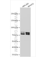 FXR1 Polyclonal antibody proteintech 13194-1-AP