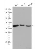 NONO Polyclonal antibody proteintech 11058-1-AP