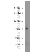 TCF4/TCF7L2 Polyclonal antibody proteintech 13838-1-AP