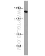 SLIT2-Specific Polyclonal antibody proteintech 20217-1-AP