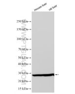 GSTM1 Polyclonal antibody proteintech 12412-1-AP