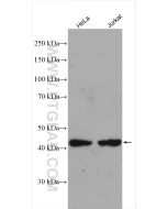 TIMM44 Polyclonal antibody proteintech 13859-1-AP