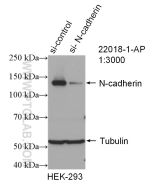 N-cadherin Polyclonal antibody proteintech 22018-1-AP