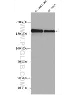 NMDAR2B/GRIN2B Polyclonal antibody proteintech 21920-1-AP