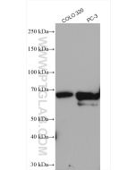 NR4A1 Polyclonal antibody proteintech 12235-1-AP