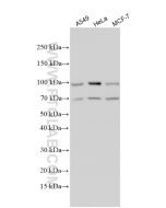 ATF6 Polyclonal antibody proteintech 24169-1-AP