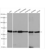 Occludin Polyclonal antibody proteintech 13409-1-AP