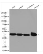 LDHB Polyclonal antibody proteintech 14824-1-AP