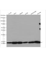 ARF4 Polyclonal antibody proteintech 11673-1-AP